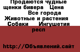 Продаются чудные щенки бивера › Цена ­ 25 000 - Все города Животные и растения » Собаки   . Ингушетия респ.